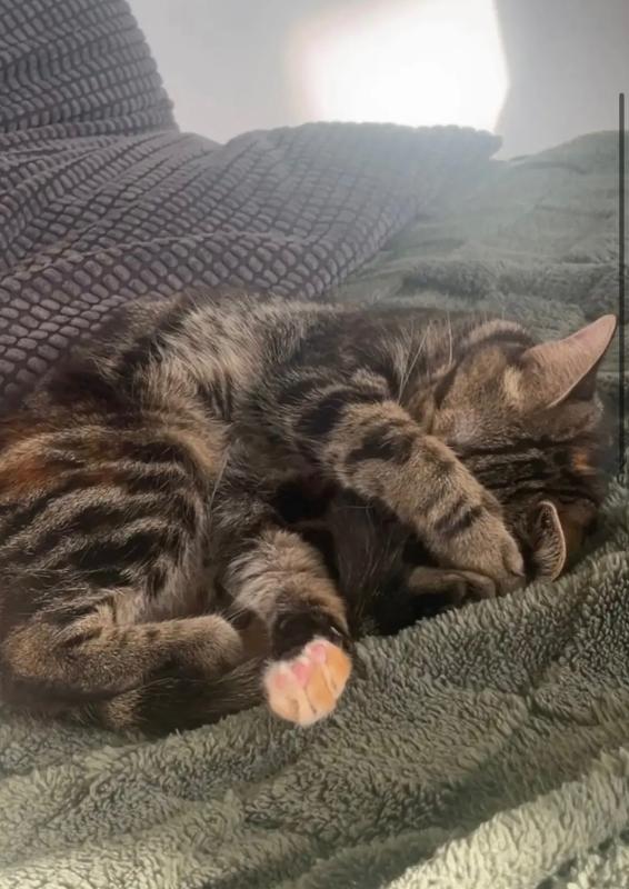 Nala