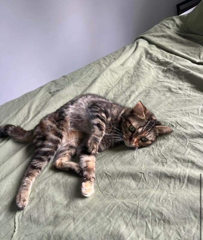 Nala