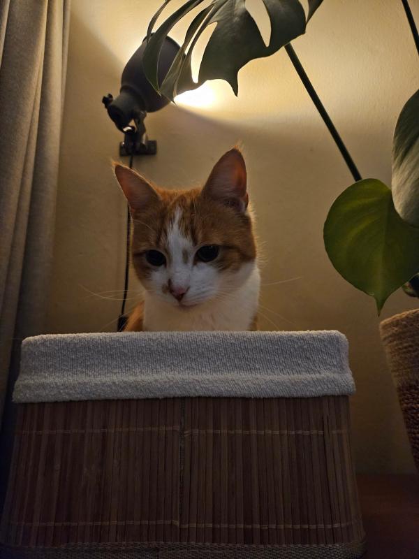 Mowgli