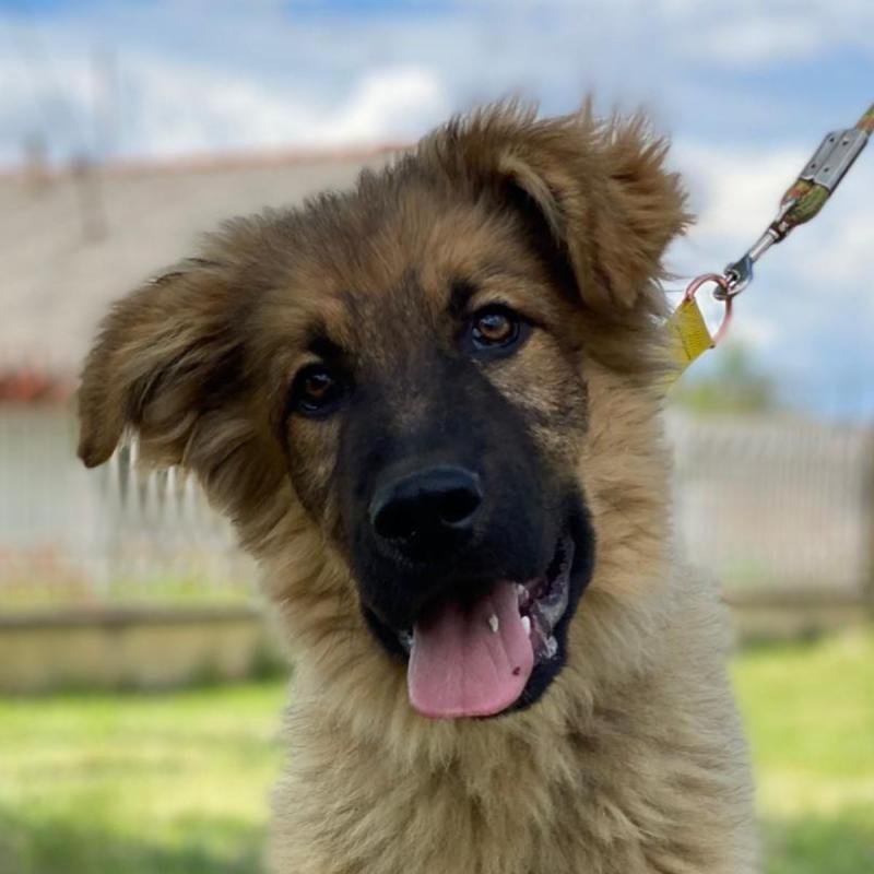 Maverick