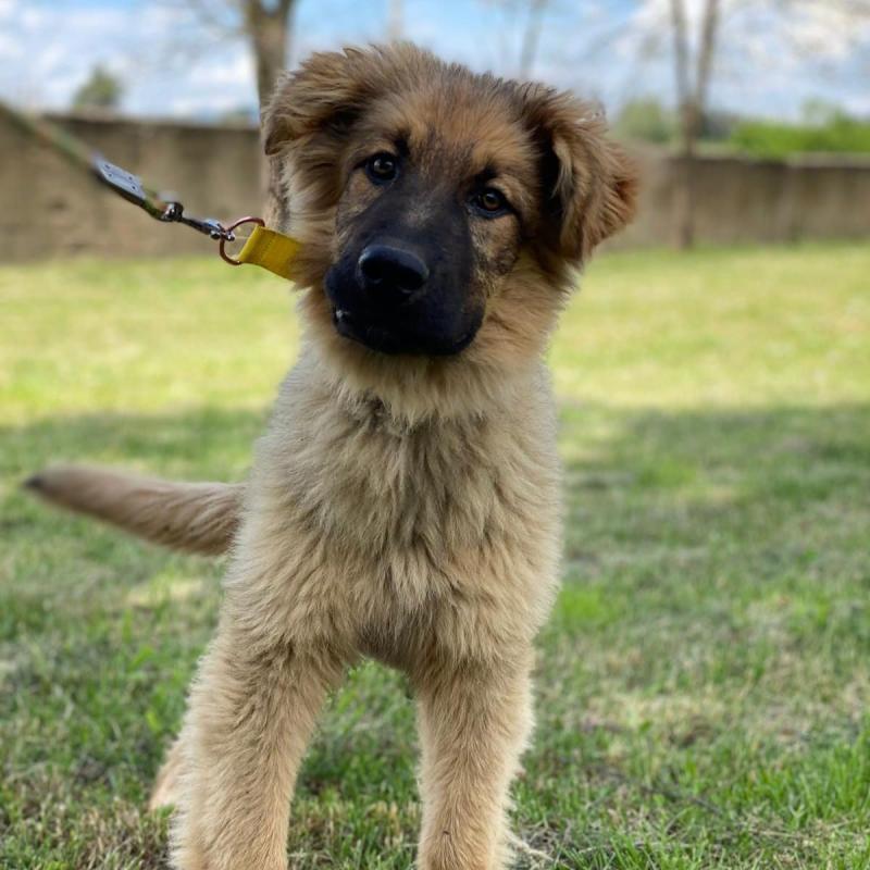 Maverick