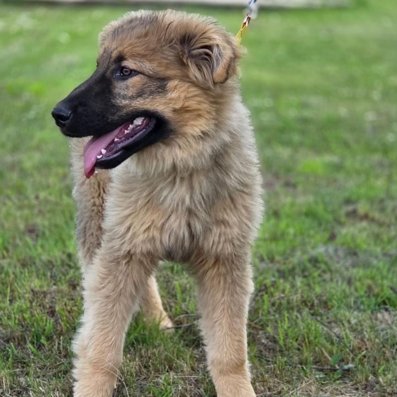 Maverick