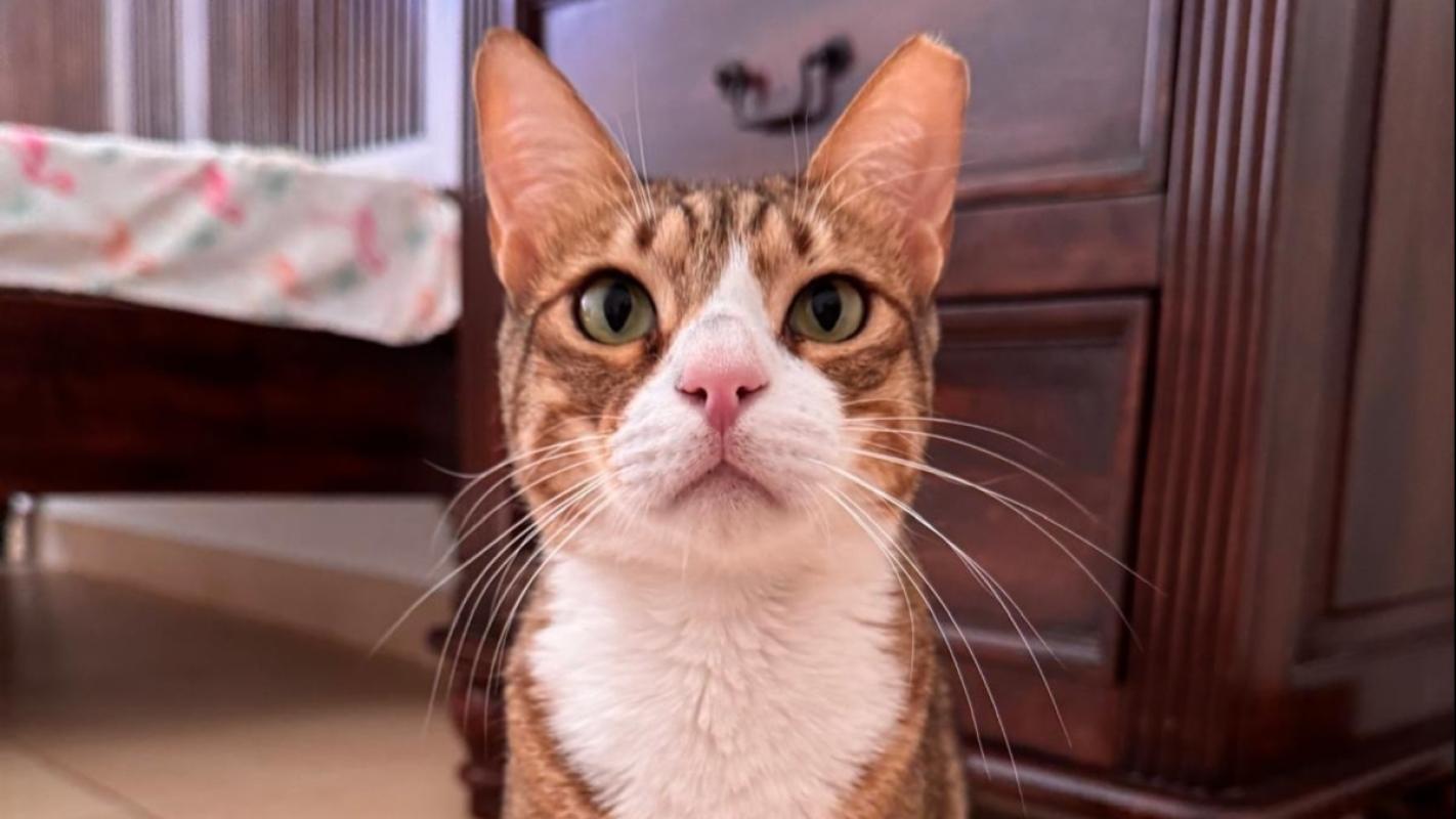 Mr Mittens