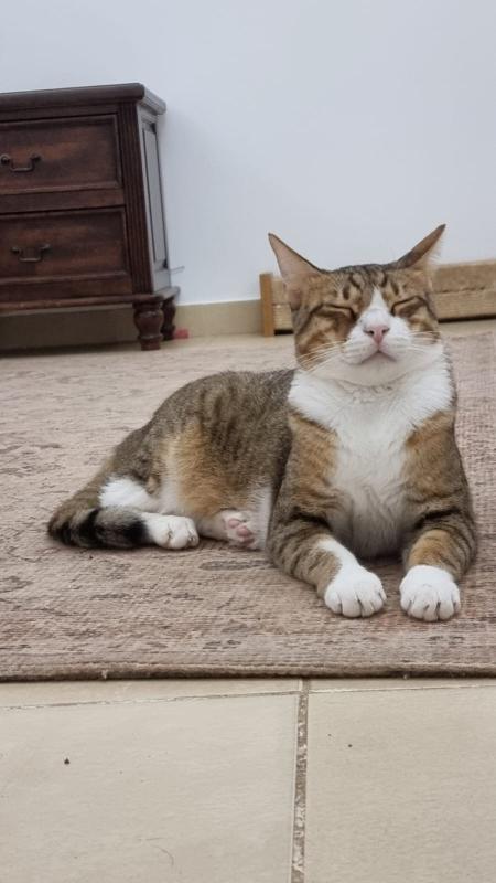 Mr Mittens