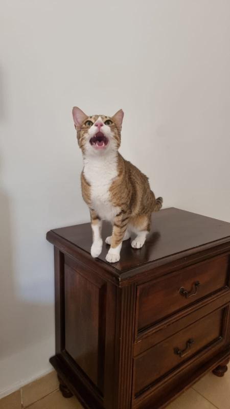 Mr Mittens