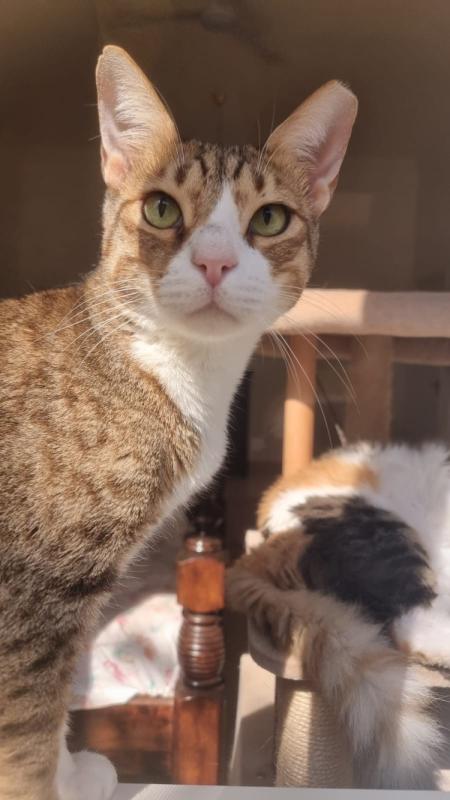 Mr Mittens