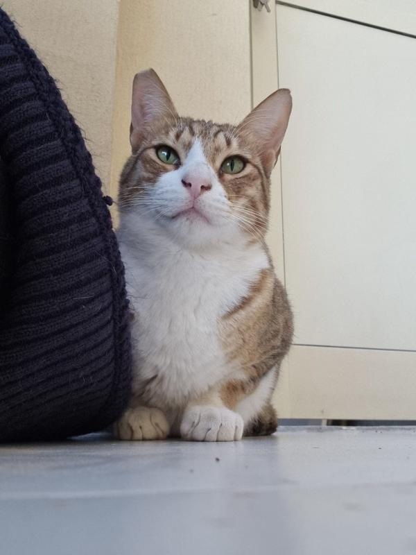 Mr Mittens