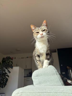 Cianea