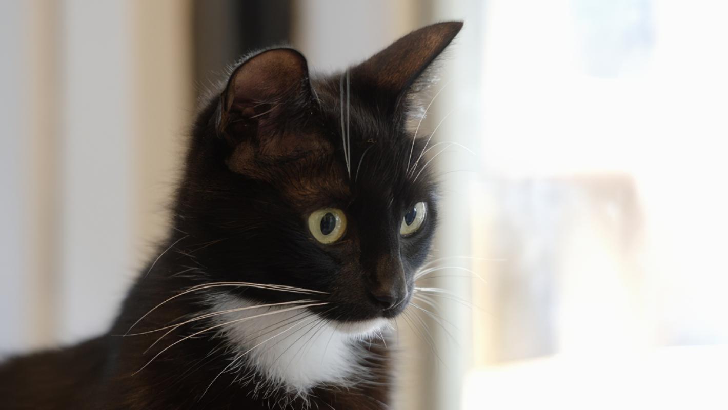 Mimi