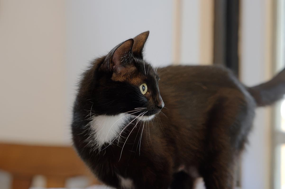 Mimi