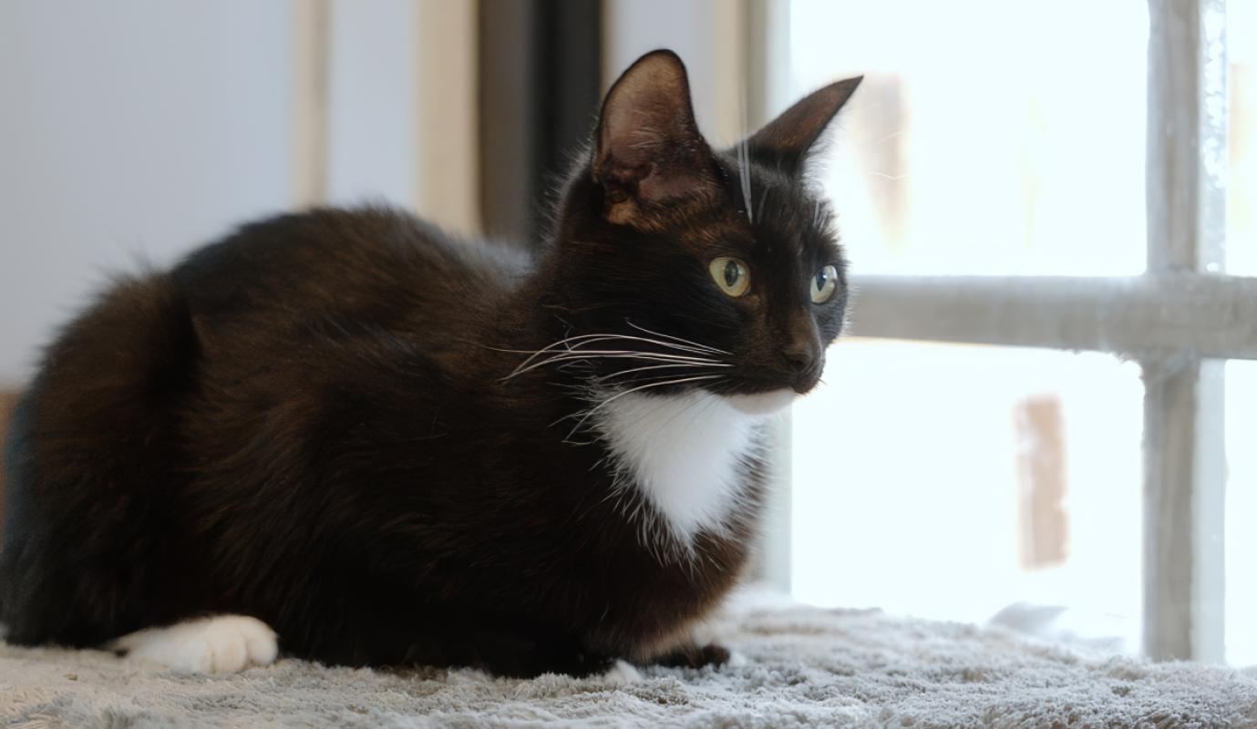 Mimi