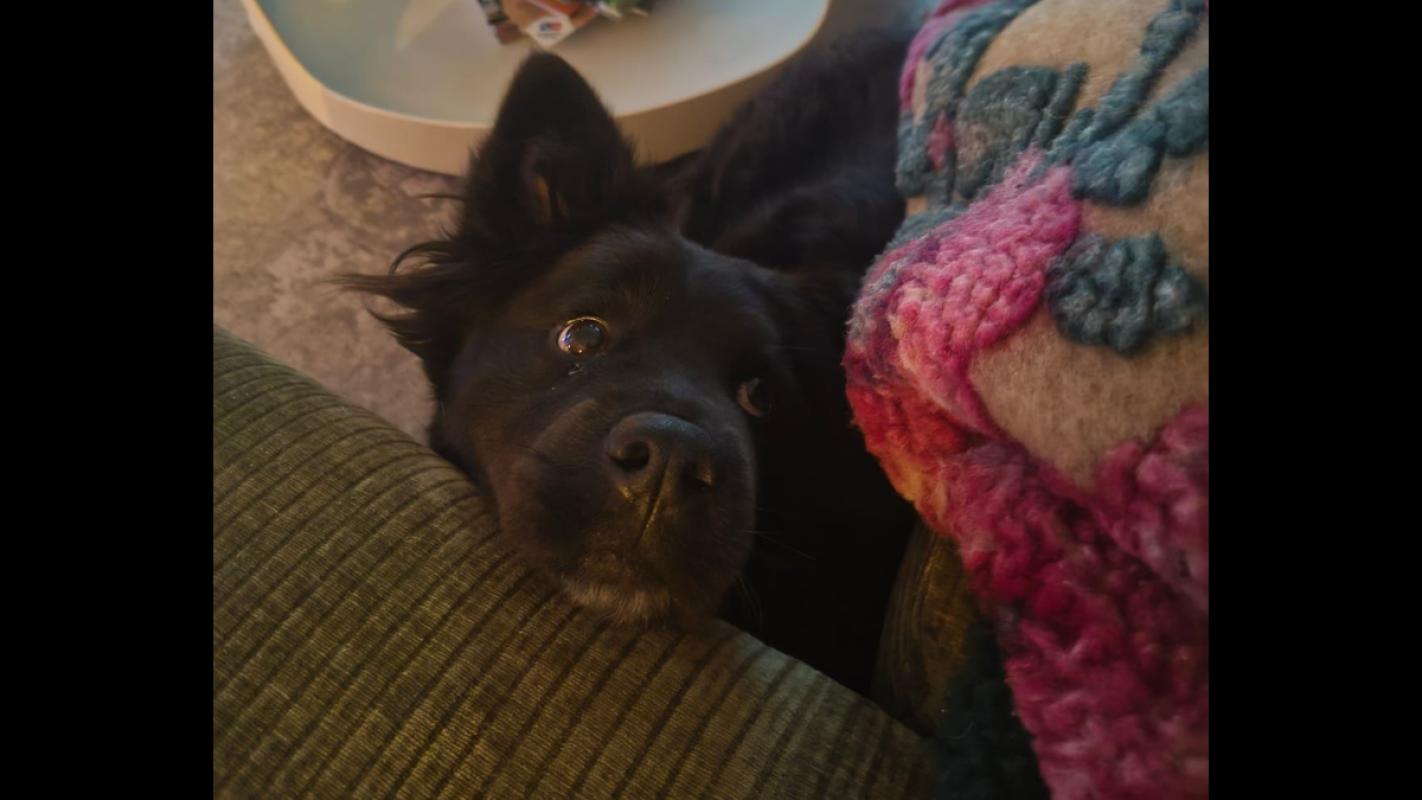 Cho
