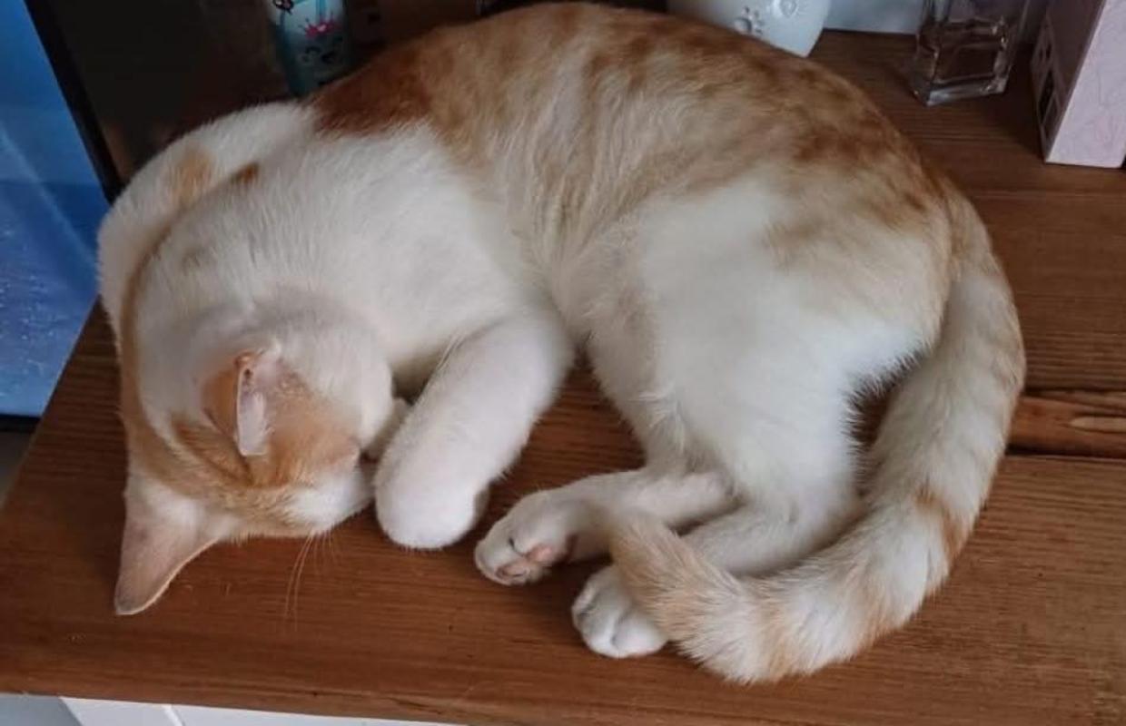 Simba