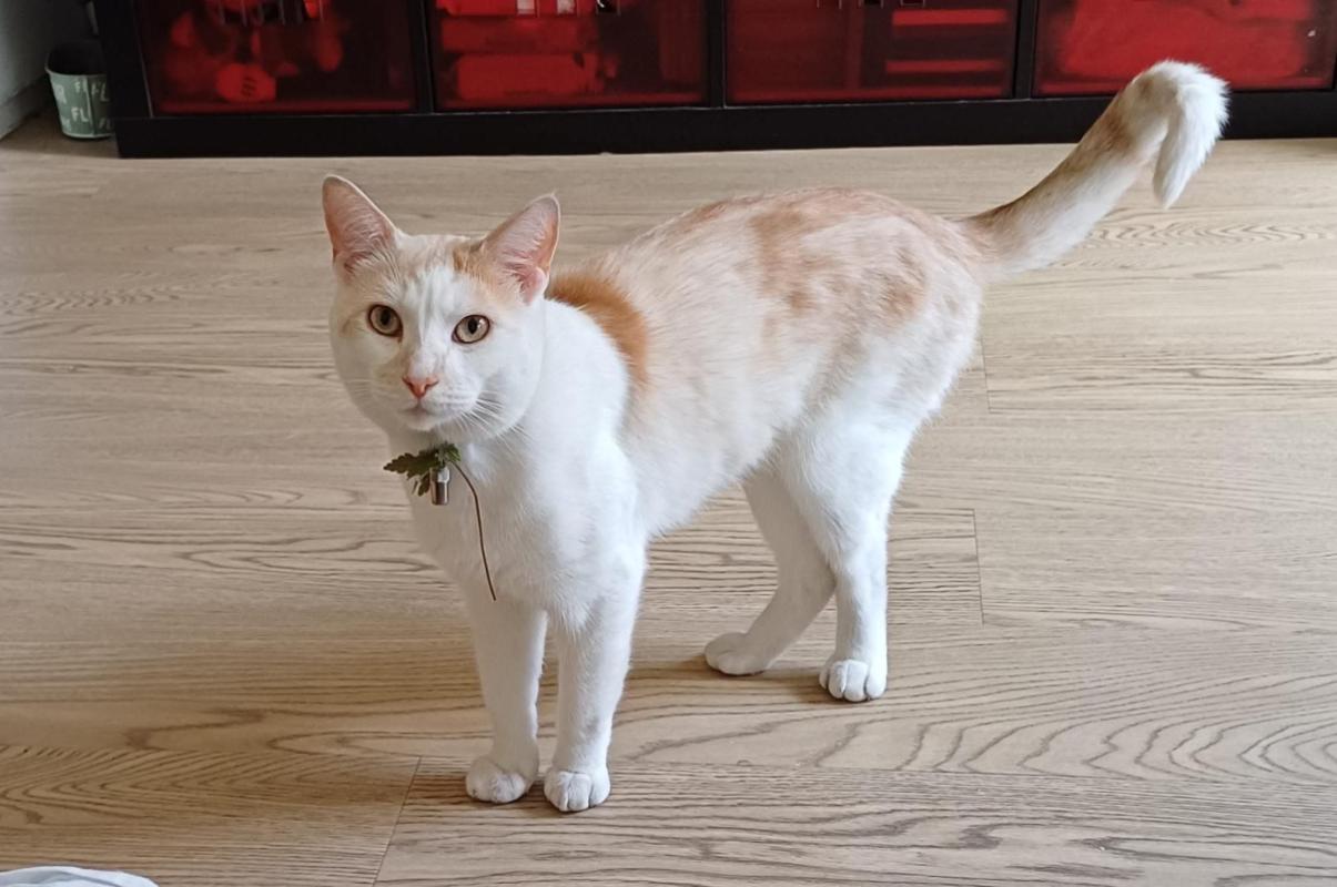 Simba
