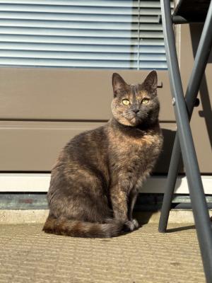 Zira