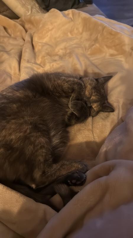 Zira