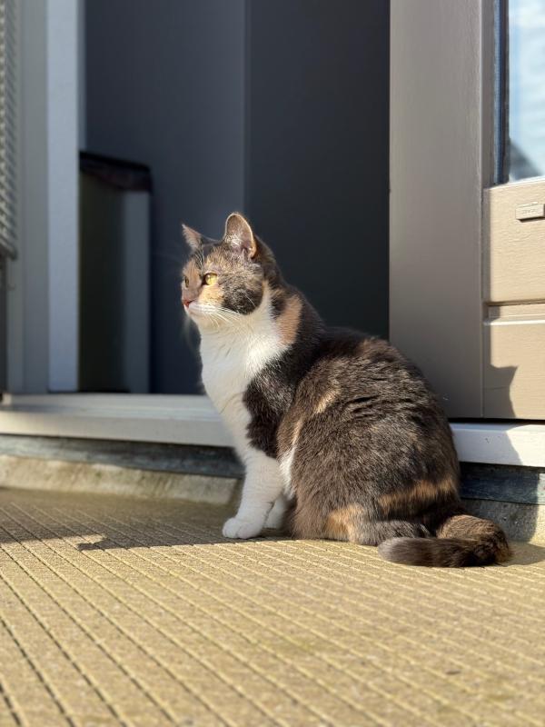 Nala