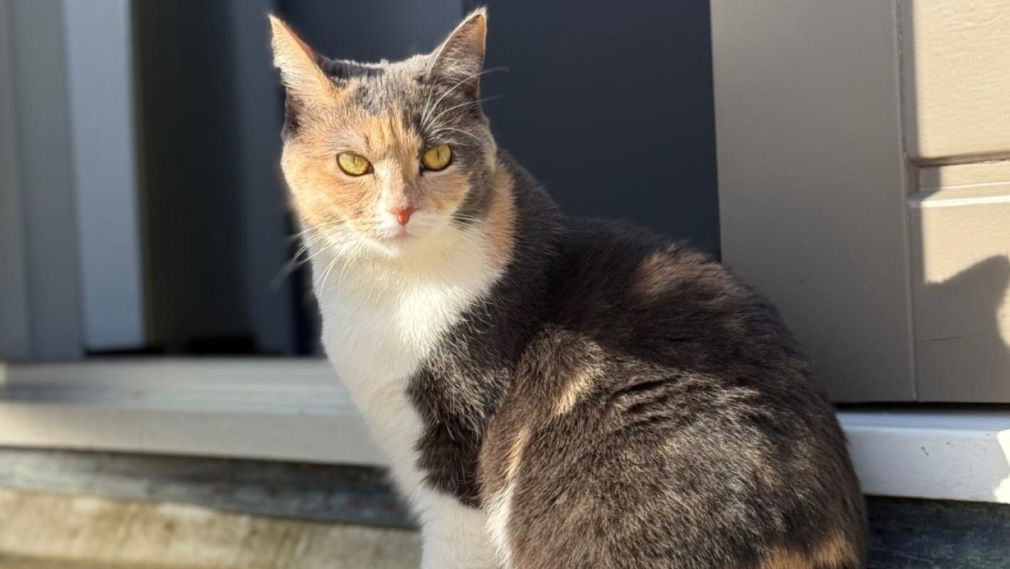 Nala