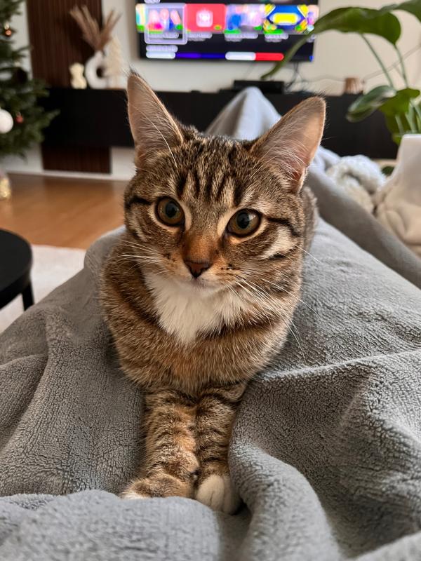 Pip