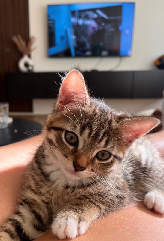 Pip
