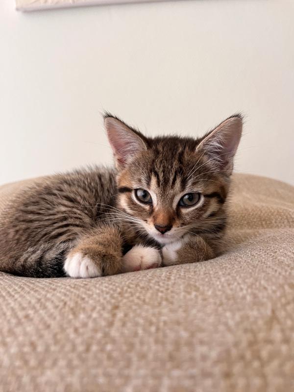 Pip