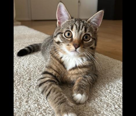 Pip