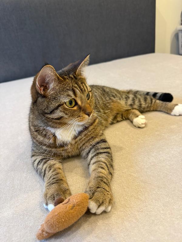 Pip