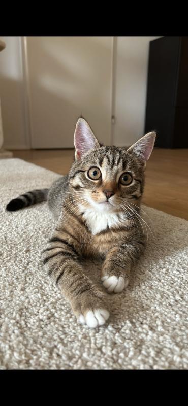 Pip