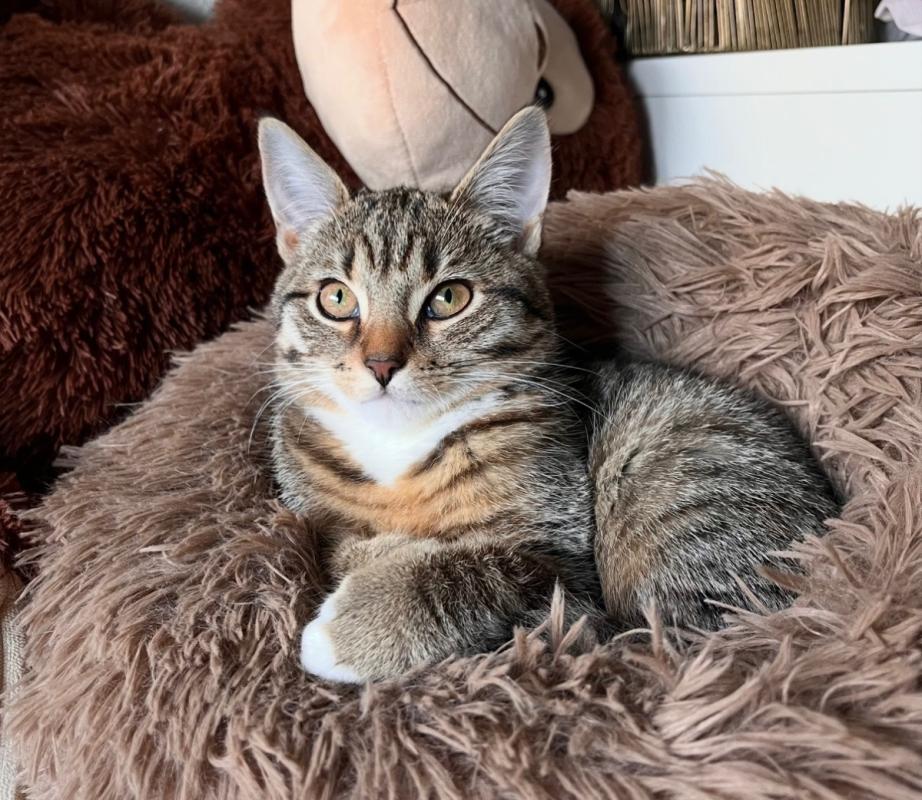 Pip