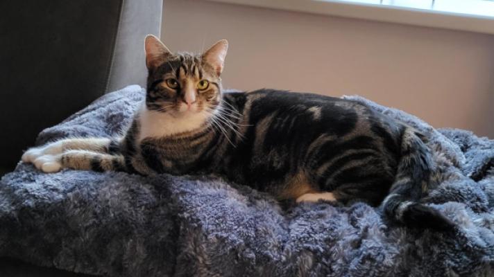 Muis