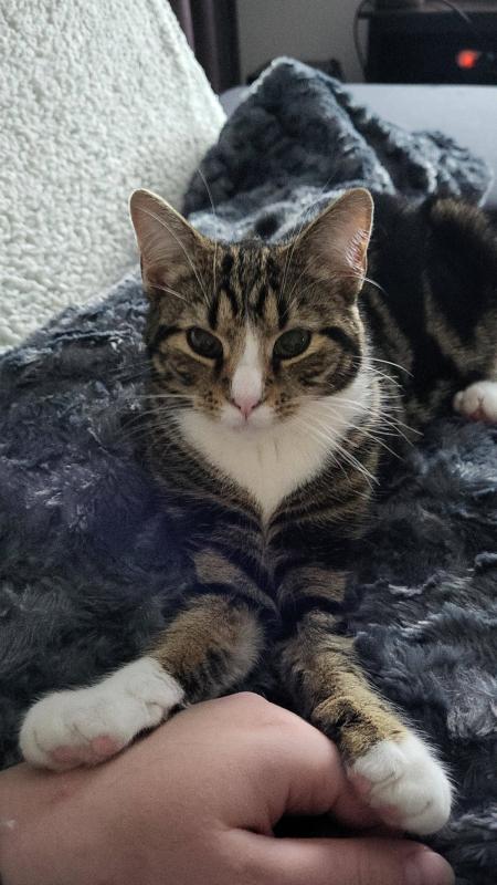 Muis