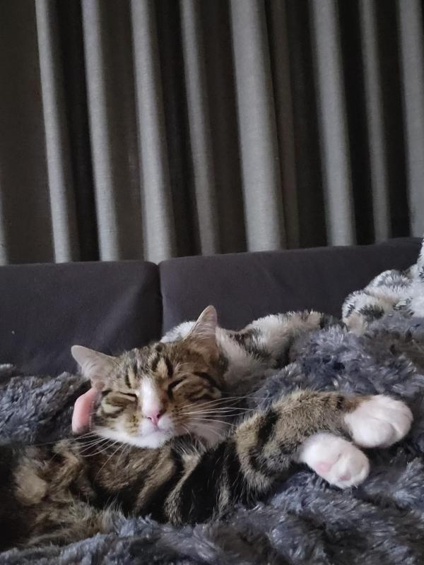 Muis