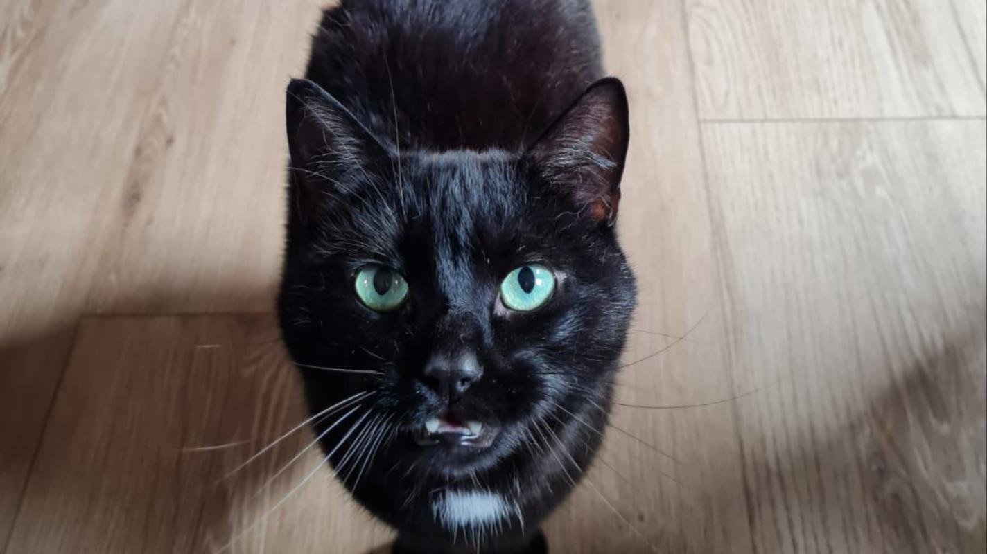 Coco