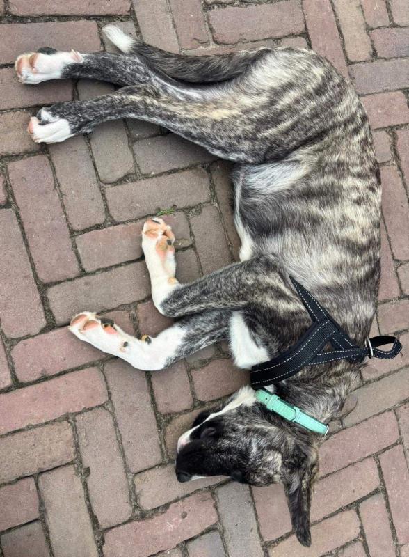 Jonas