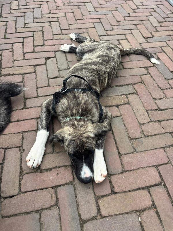 Jonas