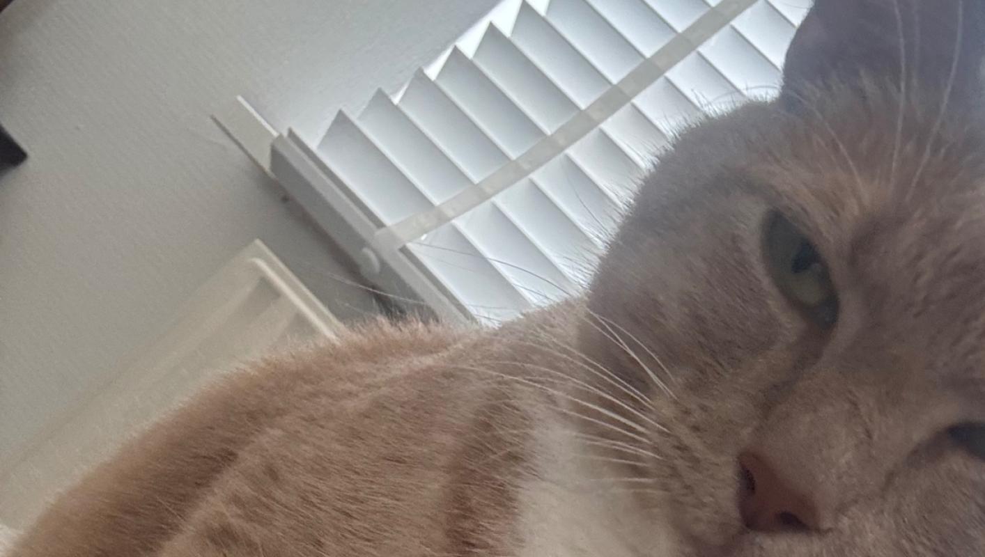 Simba
