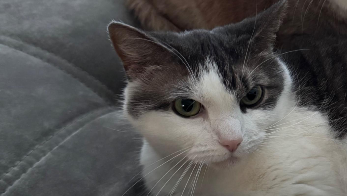 Nala