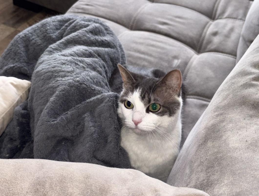 Nala