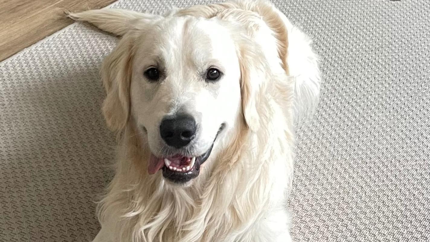 Enzo