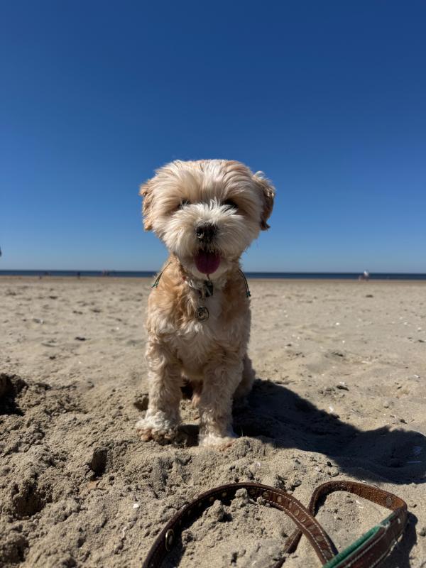 Benji