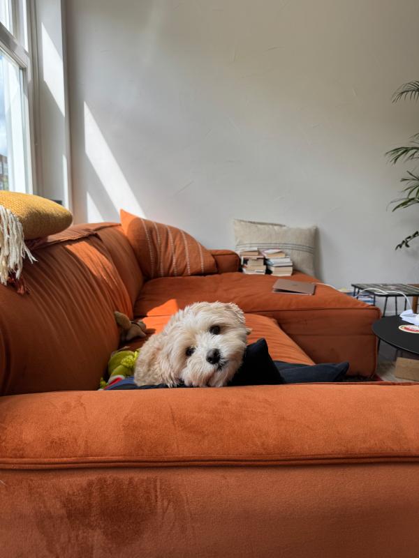 Benji
