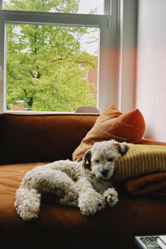 Benji