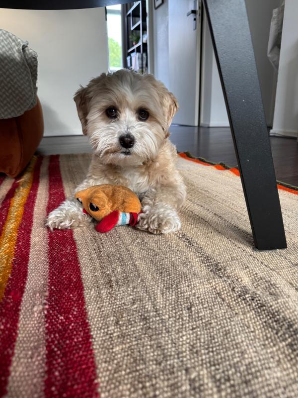 Benji