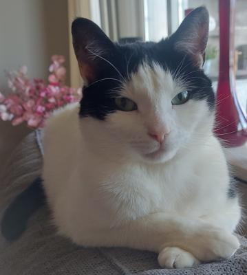 Bella