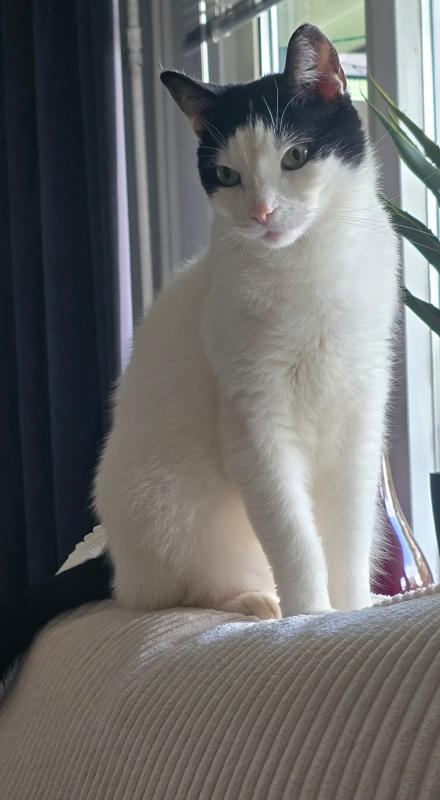 Bella