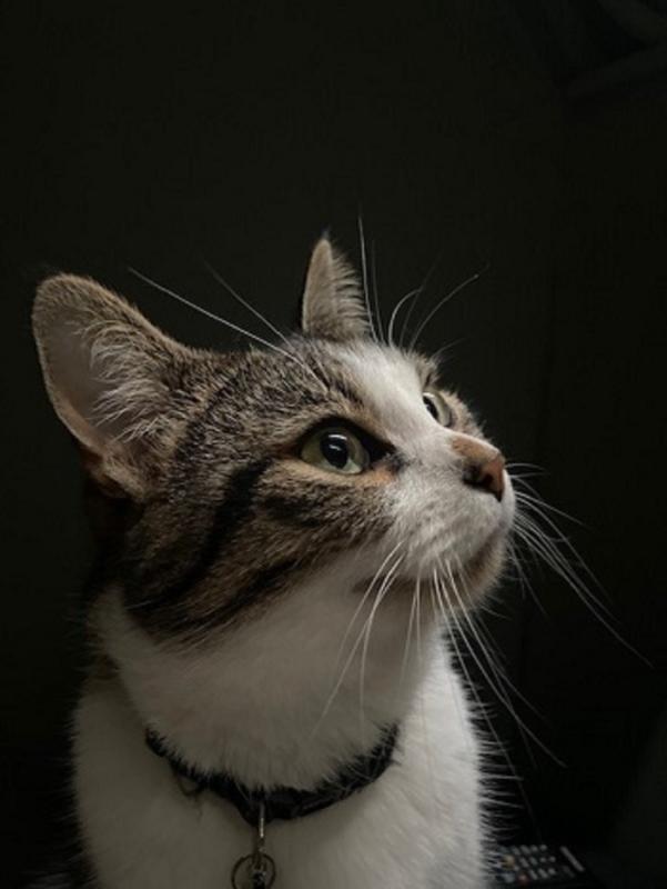 Poes