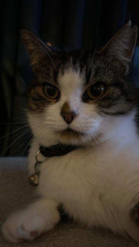 Poes