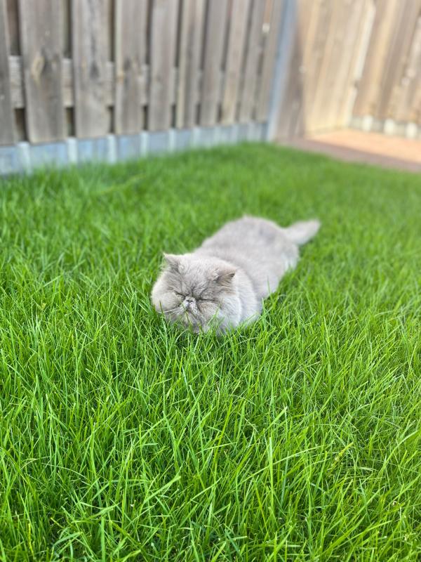 Pom