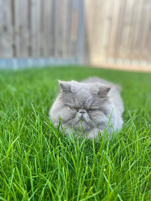 Pom
