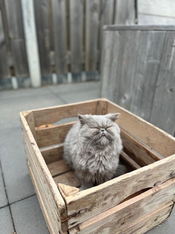 Pom